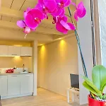 Casa Spasu Appartement *